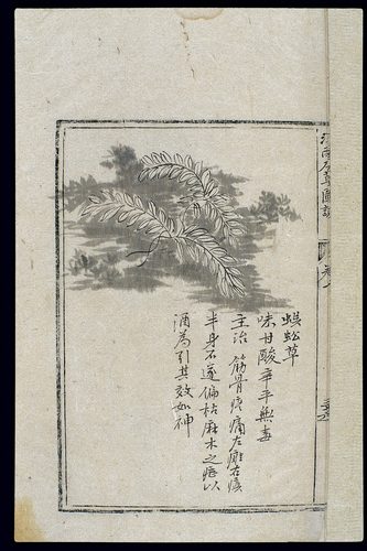 Ming herbal (painting): Ciliate desert grass — Neutral Colors