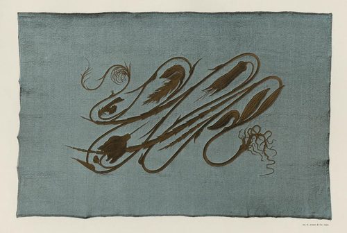 Wand Decoration Obrist 1895 — Organic Shapes