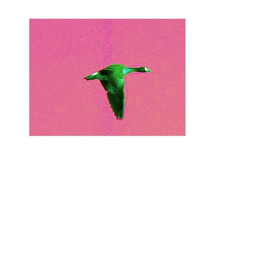 Alien bird — Saturation